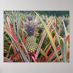 Ananas, Ananasfält, Fotografi Poster