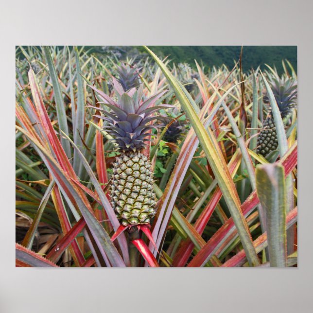 Ananas, Ananasfält, Fotografi Poster (Framsidan)