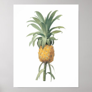 Ananas(Bromelia ananas) av Redouté Poster