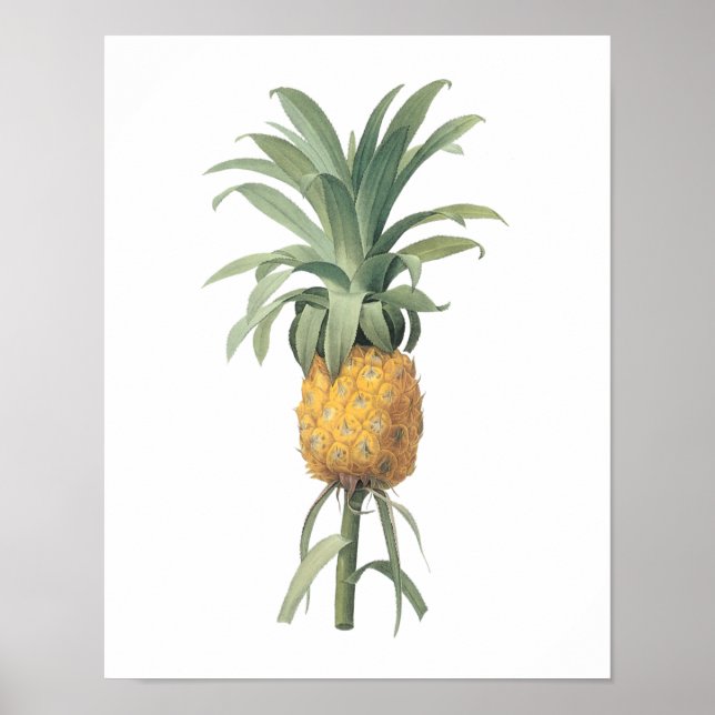 Ananas(Bromelia ananas) av Redouté Poster (Framsidan)