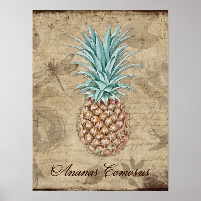 Ananas Comosus - Naturhistoria Poster (Framsidan)