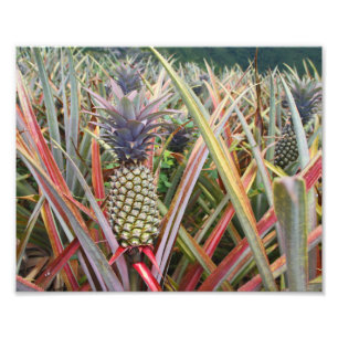 Ananas Fält, ananas, fotografi