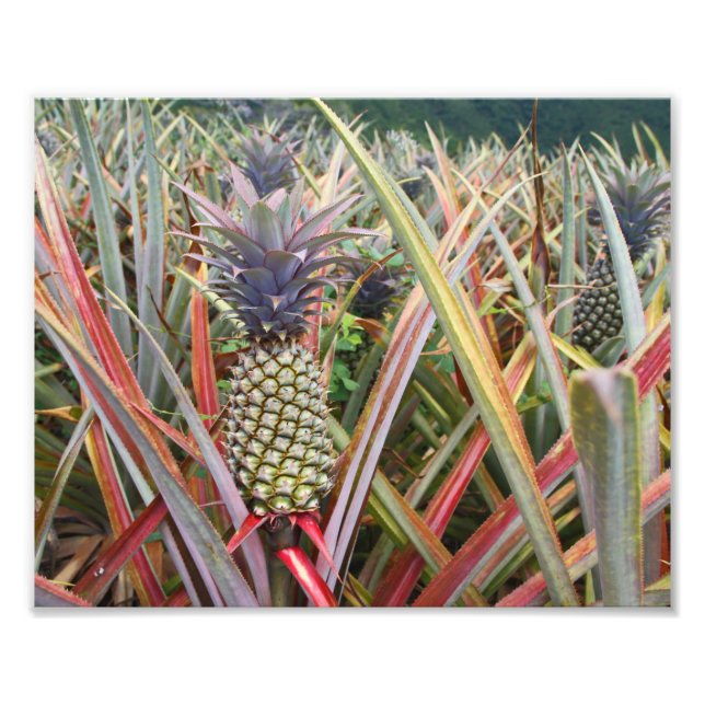 Ananas Fält, ananas, fotografi (Framsidan)