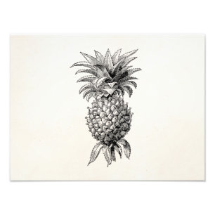 Ananas för illustration för vintage1800sananas fototryck