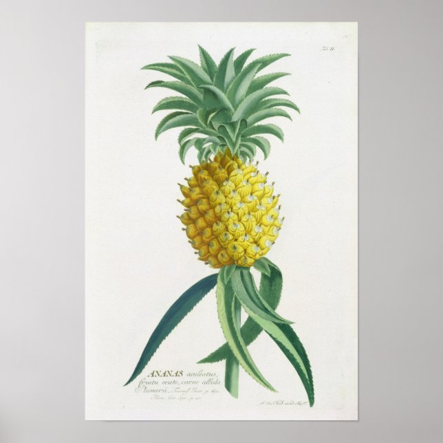Ananas graverad av Johann Jakob Haid (1704-67) Poster (Framsidan)