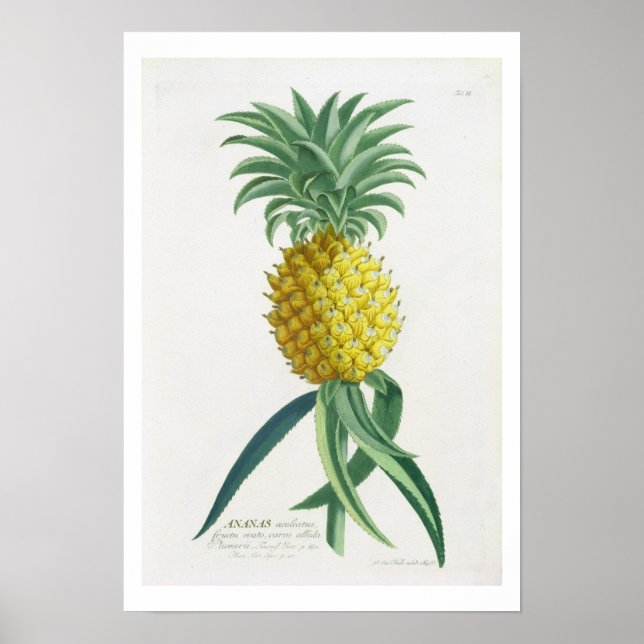Ananas graverad av Johann Jakob Haid (1704-67) Poster (Framsidan)