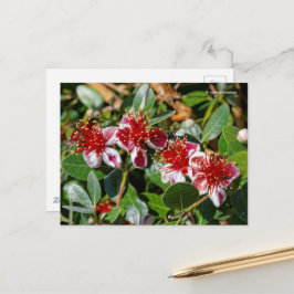 Ananas Guava / Guavasteen / Feijoa Flowers Vykort