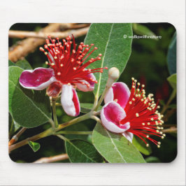 Ananas Guava/Guavasteen Flowers Musmatta