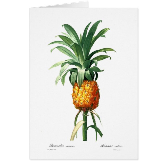 Ananas Hälsningskort (Framsidan)