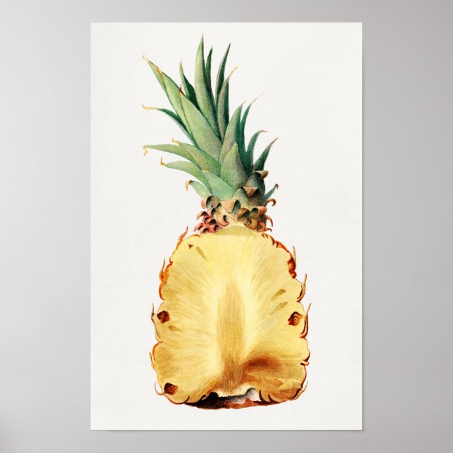 Ananas i halvfärgsfärg på färgen Frukt vattenfärg Poster (Framsidan)