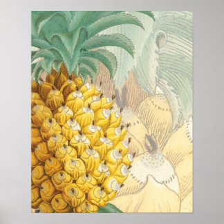 Ananas med utvidgningen poster