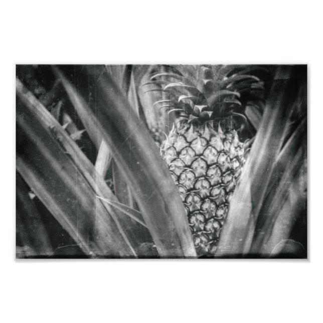 Ananas monokrom Löv och Fruktkök Fototryck (Framsidan)