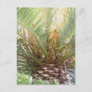 Ananas Palm Affisch Vykort