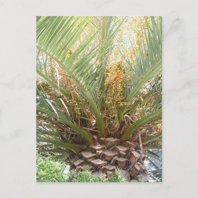 Ananas Palm Affisch Vykort (Framsida)