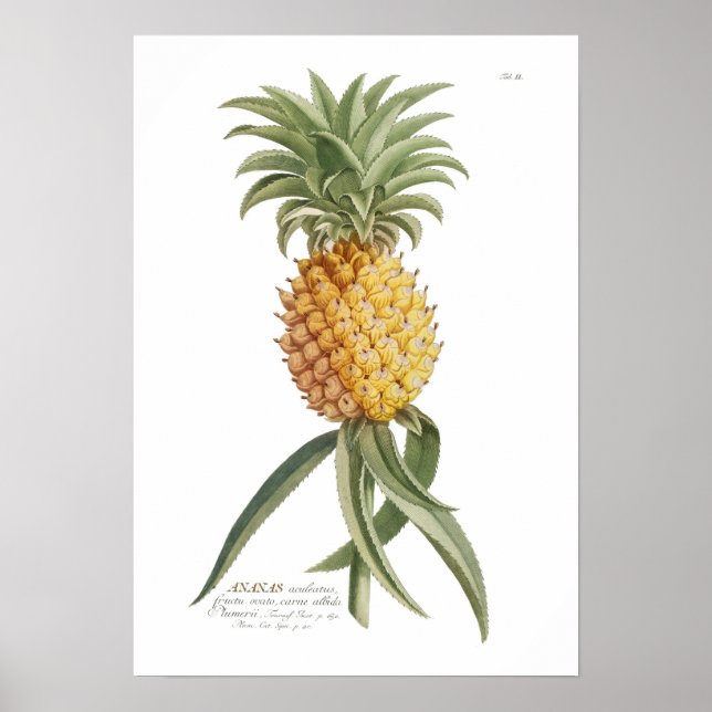 Ananas Poster (Framsidan)
