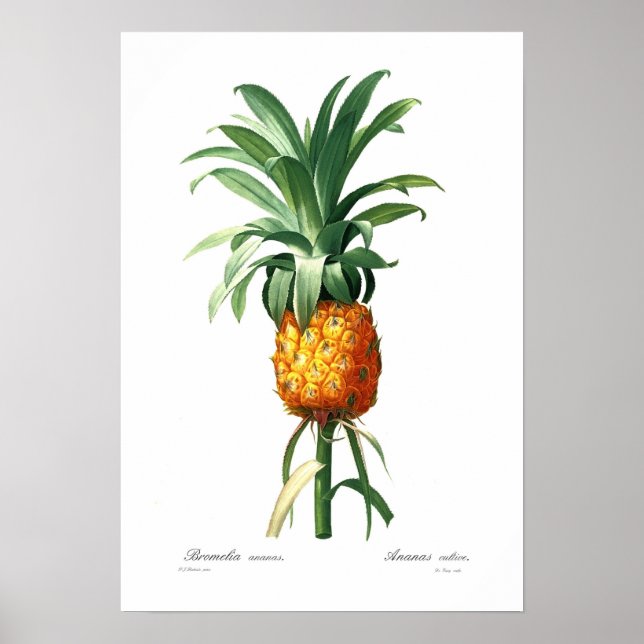 Ananas Poster (Framsidan)