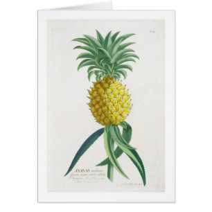 Ananas som inristas av Johann Jakob Haid (1704-67) Hälsningskort