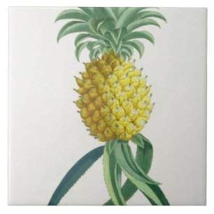 Ananas som inristas av Johann Jakob Haid (1704-67) Kakelplatta