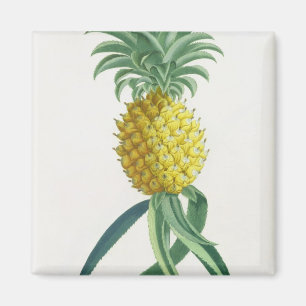 Ananas som inristas av Johann Jakob Haid (1704-67) Magnet