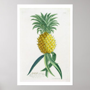 Ananas som inristas av Johann Jakob Haid (1704-67) Poster