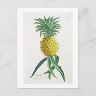 Ananas som inristas av Johann Jakob Haid (1704-67) Vykort