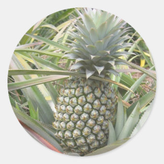 Ananas Sticker Runt Klistermärke