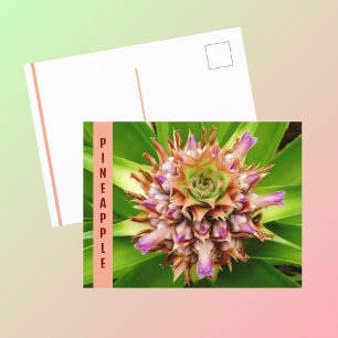 Ananas Växt Botanisk Fotografisk Vykort