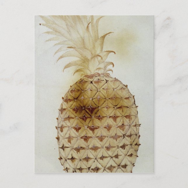 Ananas Vykort (Framsida)