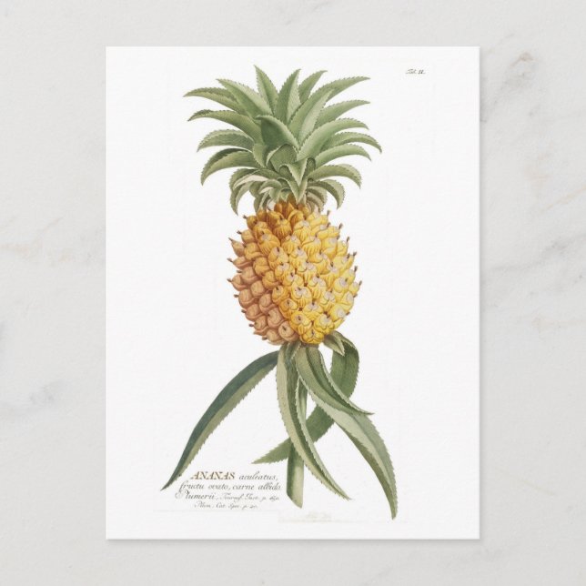 Ananas Vykort (Framsida)