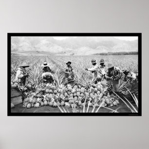 Ananasskörd Hawaii 1917 Poster