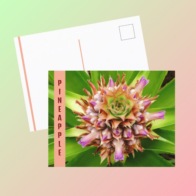 Ananasväxt Botanisk Fotografisk Vykort (Skapare uppladdad)