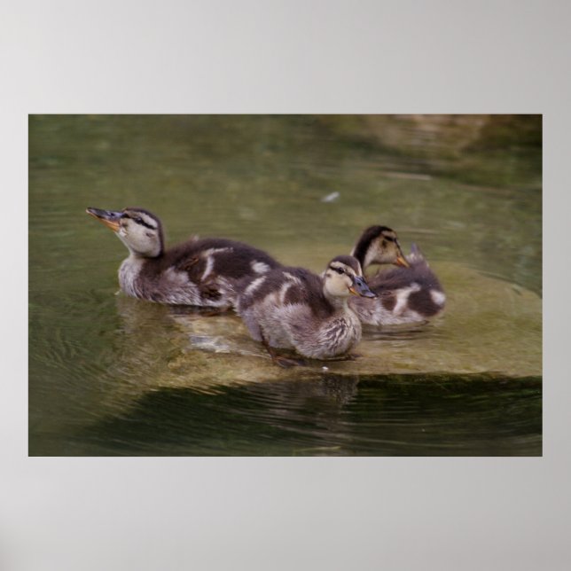 Anas platyrhynchos poster (Framsidan)