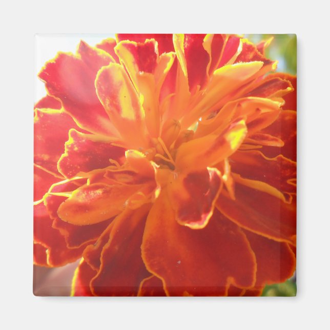 Anastaise Magnet (Framsidan)