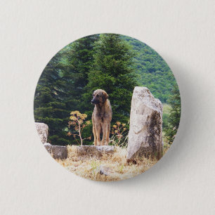 Anatolian herdehund - Ephesus, Turkiet Knapp