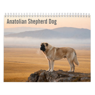 Anatolian Shepherd Dog 2027 Väggkalender Kalender
