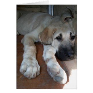 Anatolian Shepherd Hälsningskort