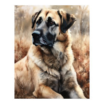 Anatolian Shepherd Hund Art Print Poster