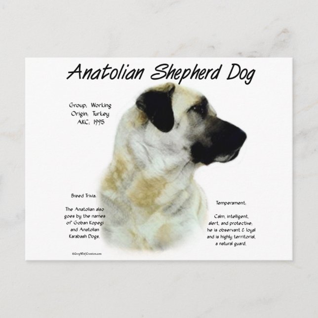 Anatolian Shepherd Hund History Vykort (Framsida)