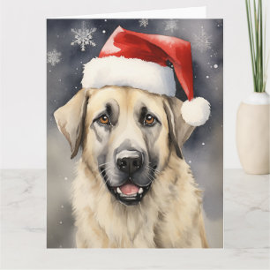 Anatolian Shepherd Hund jultomten Tassar Kort