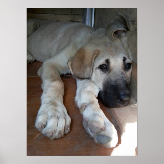 Anatolian Shepherd Hund Poster (Framsidan)