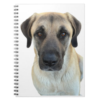 Anatolian Shepherd Hund Spiral Notebook Anteckningsbok