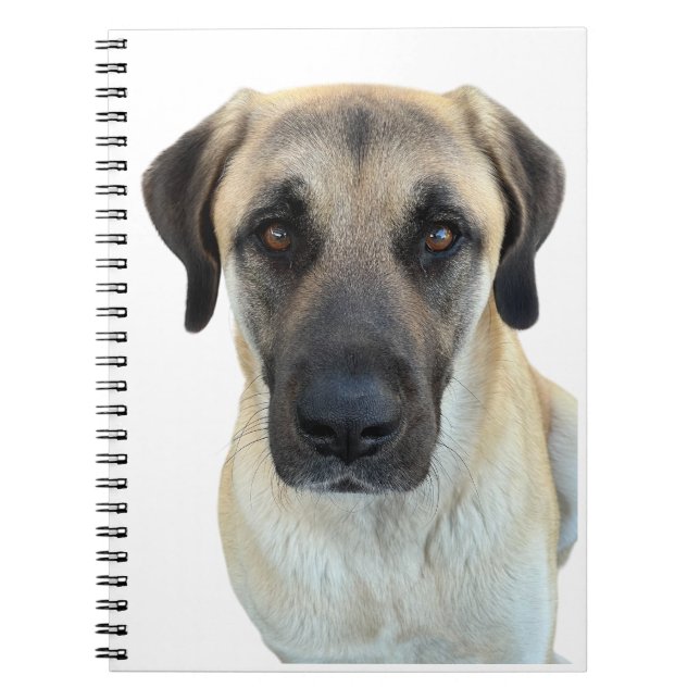 Anatolian Shepherd Hund Spiral Notebook Anteckningsbok (Framsidan)