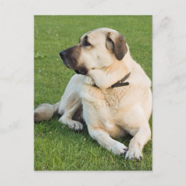 Anatolian Shepherd Hund Vykort