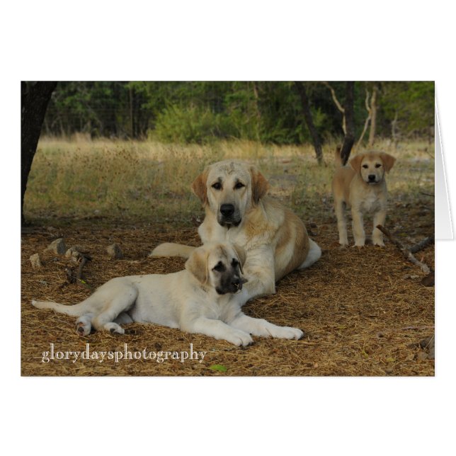 Anatolian Shepherd hundar Hälsningskort (Framsidan Horizontal)