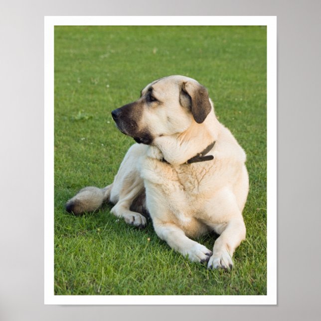 Anatolian Shepherd Poster (Framsidan)