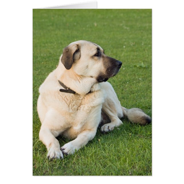 Anatolian Shepherd Relaxing in Grass Hälsningskort (Framsidan)