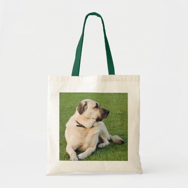 Anatolian Shepherd Relaxing in Grass Tygkasse (Framsidan)