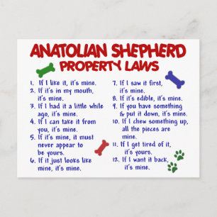 ANATOLISK SHEPHERD Egendom-lagstiftning 2 Vykort