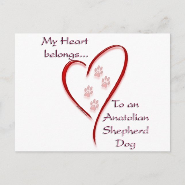 Anatoliska Shepherd Hund Heart-Tillhör Vykort (Framsida)