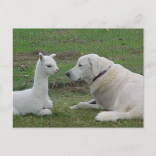 Anatoliska shepherd och alpaca baby vykort